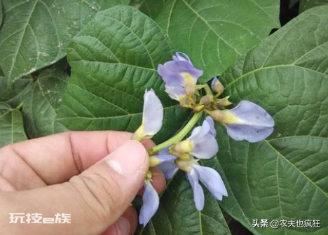 凉薯的别名叫什么名字(南方栽种的豆薯剥皮就能生吃)-图片1